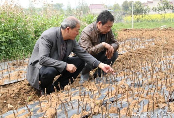 扦插嫁接生根育苗最新技术,扦插果树生根最快方法