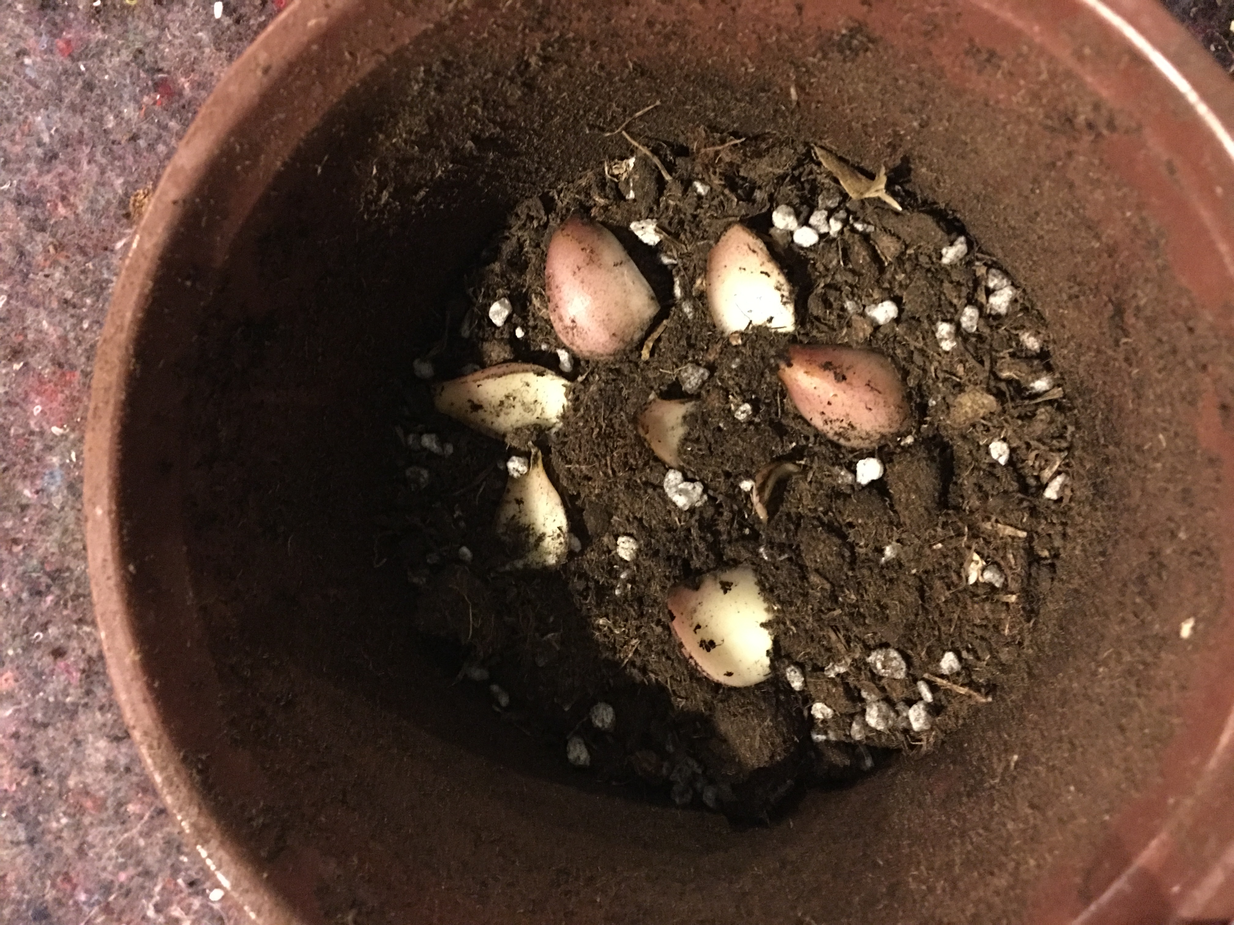 香水百合养护教程,重瓣香水百合养护方法