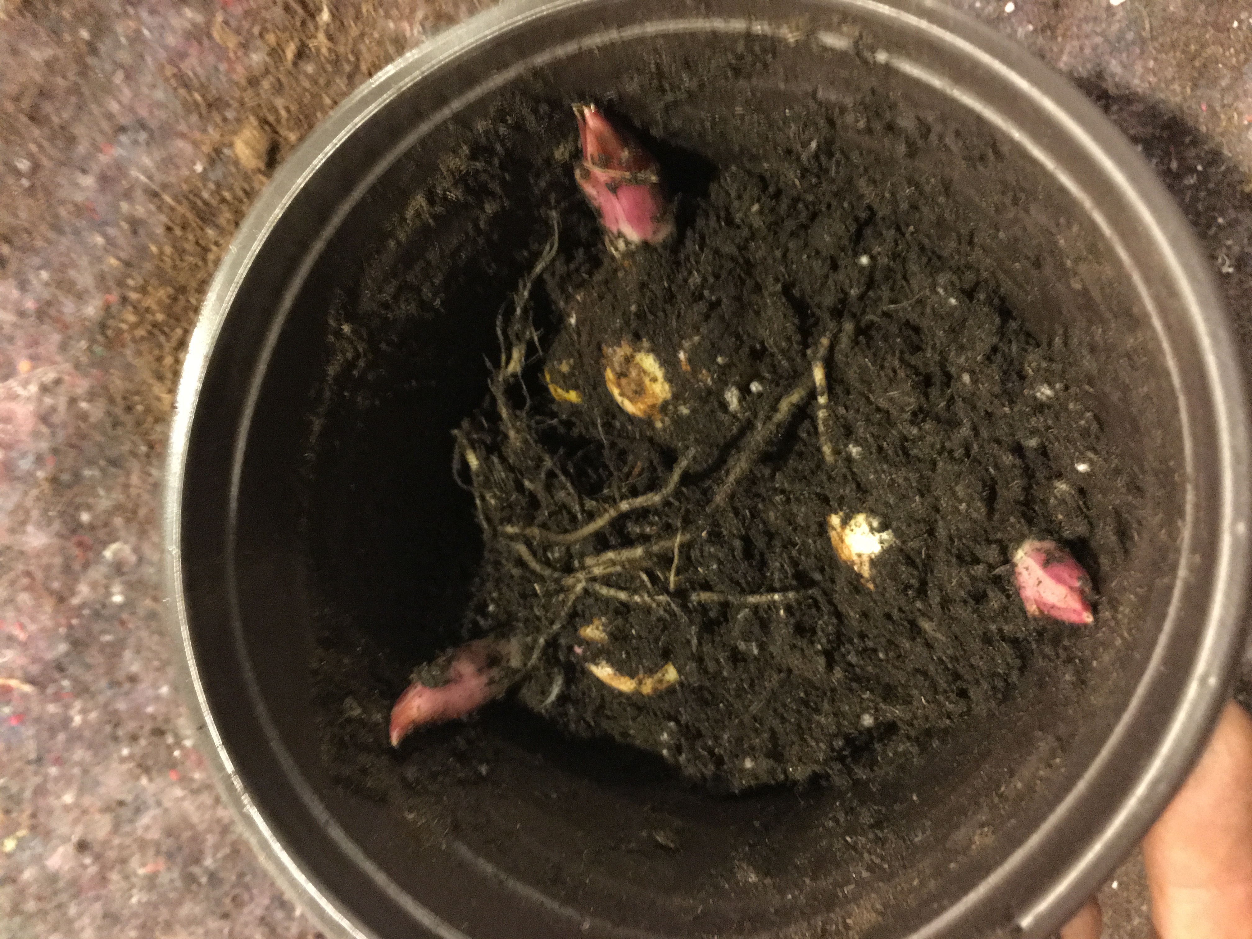 黄金甲香水百合养护,香水百合养护教程