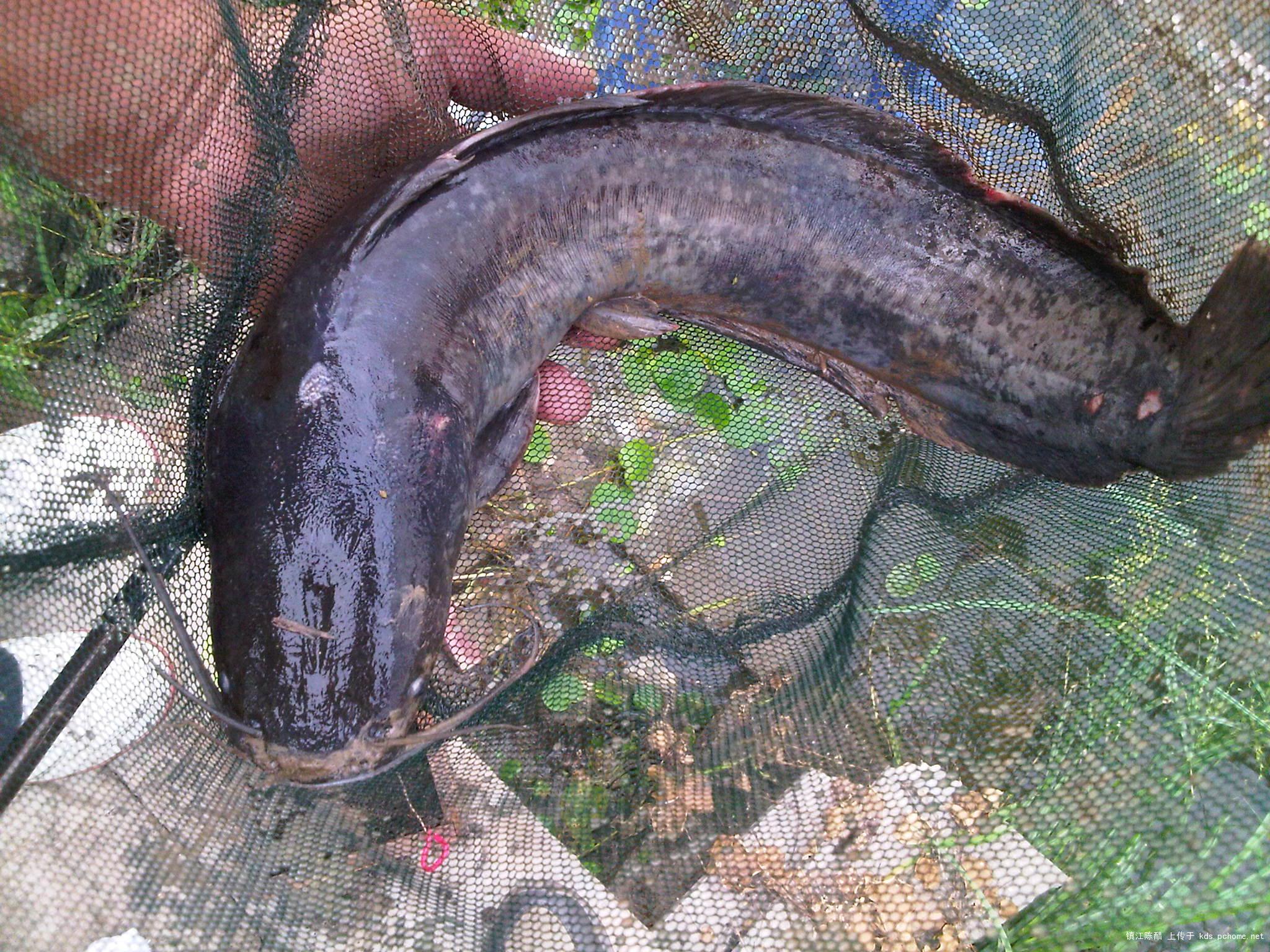 蚯蚓垂钓鲫鱼技巧和方法,野钓鲫鱼用蚯蚓能钓到大鱼吗