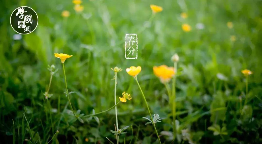 春分是踏青的好时节哪种花卉绽放,春分是深春吗