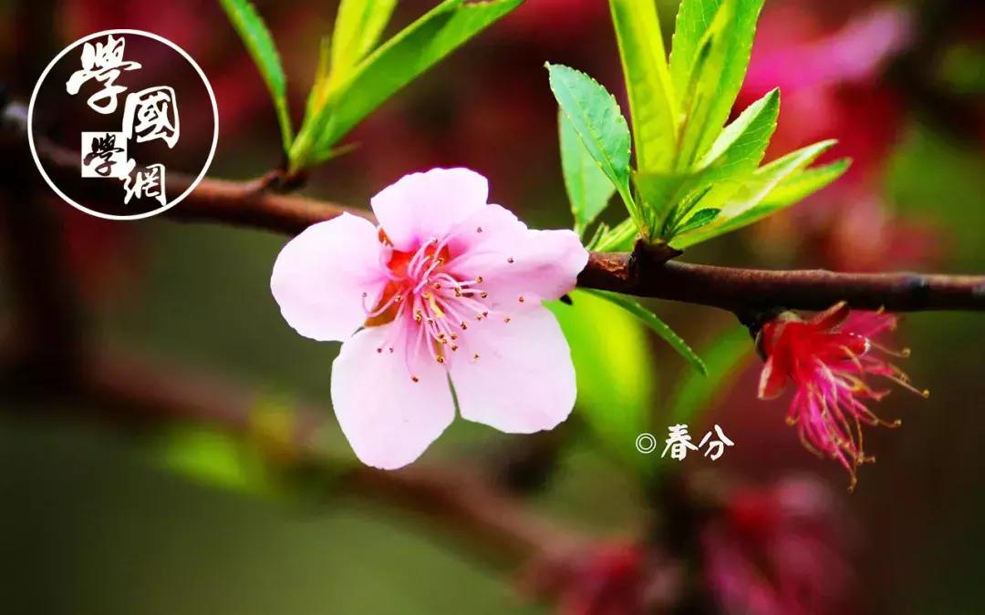 春分是踏青的好时节哪种花卉绽放,春分是深春吗