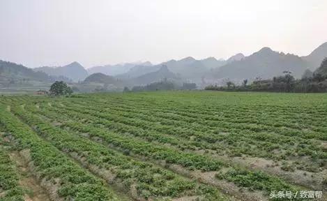 种植中药材致富,农村种植致富项目中药材