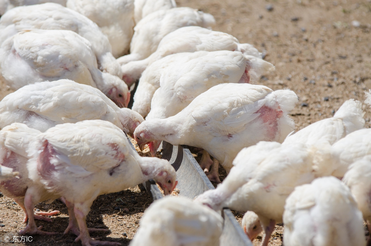 养鸡粪便有臭味怎么办,养鸡户如何预防鸡呼吸道疾病