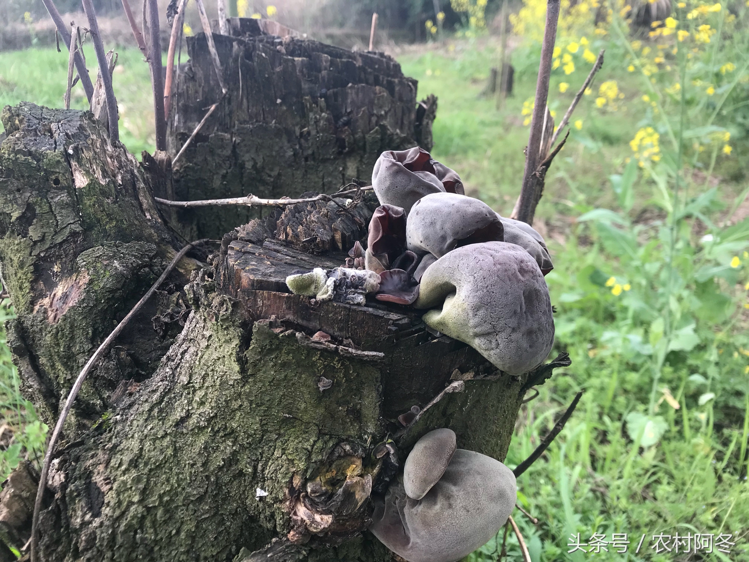 山上的松花粉多少钱一斤,药材松花粉