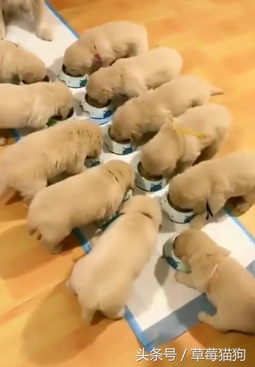 金毛生了狗狗有一只不管怎么办,金毛生了一个足球队