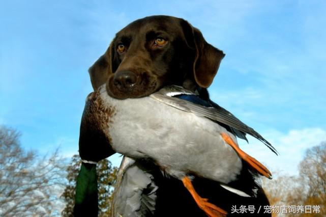 拉布拉多是死亡率最高的犬吗,中国禁养犬有没有拉布拉多