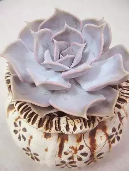 270种常见多肉图谱,270种常见多肉盆景