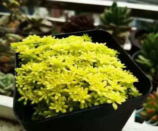 270种常见多肉图谱,270种常见多肉盆景