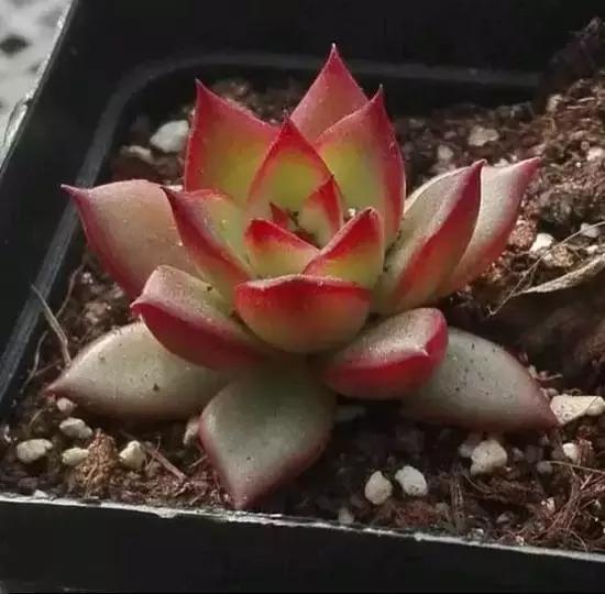 270种常见多肉图谱,270种常见多肉盆景