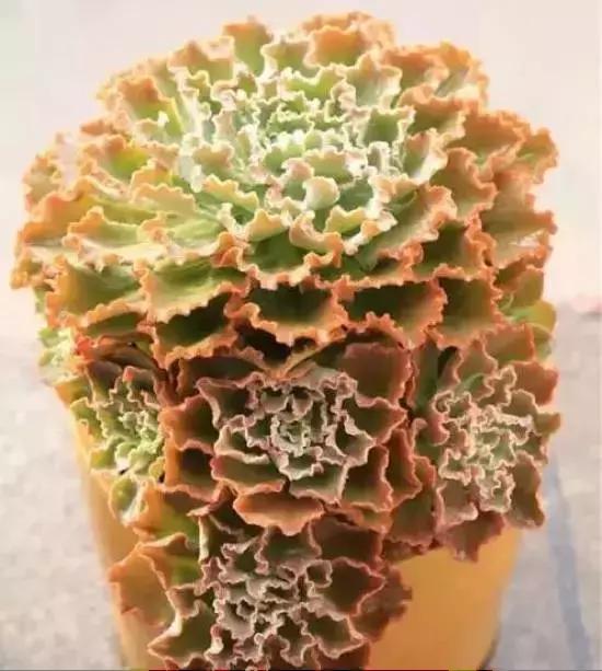 270种常见多肉图谱,270种常见多肉盆景