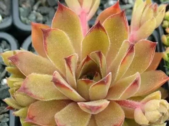 270种常见多肉图谱,270种常见多肉盆景