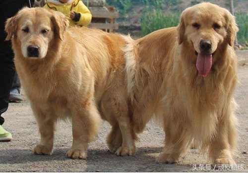 狗狗必须知道的知识,狗狗必备100个常识