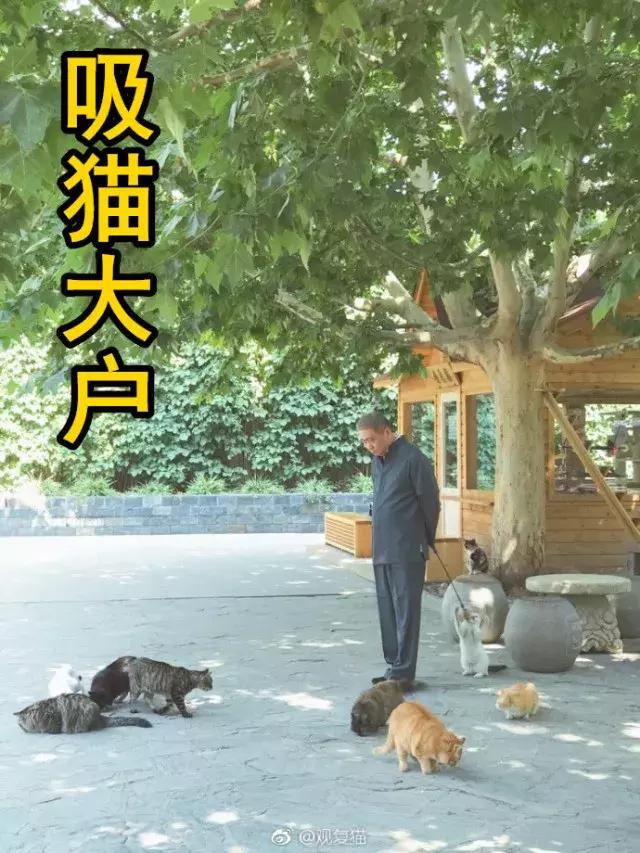 盘点常见的猫咪名字看有你家猫吗,猫咪名称大盘点