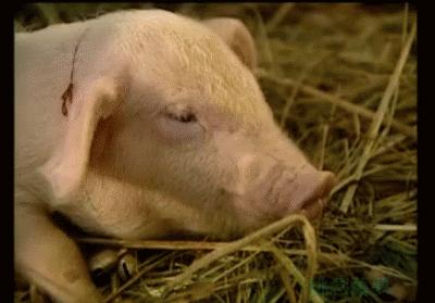 春光灿烂猪八戒系列哪一个最火,春光灿烂猪八戒饰演今昔对比