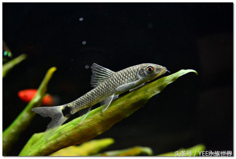 草缸哪种螺除藻最好,草缸养什么虾除藻强