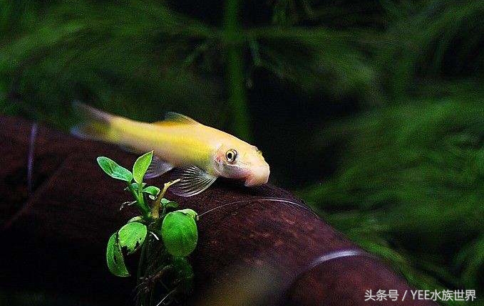 草缸哪种螺除藻最好,草缸养什么虾除藻强