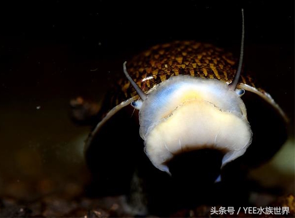 草缸哪种螺除藻最好,草缸养什么虾除藻强