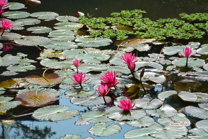 相约海之南歌曲,浪漫走天涯相约海之南