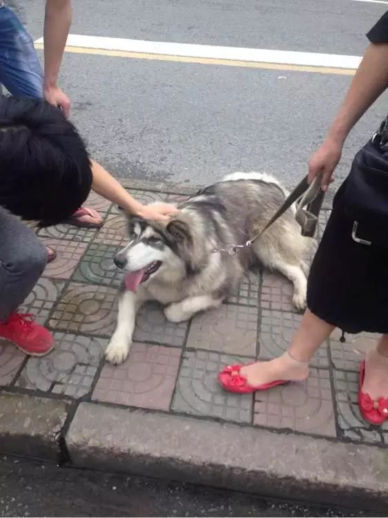 狗狗丢失1天如何找,狗狗丢失了怎么找回