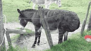 老干妈和马应龙是如何控制美国监狱的？