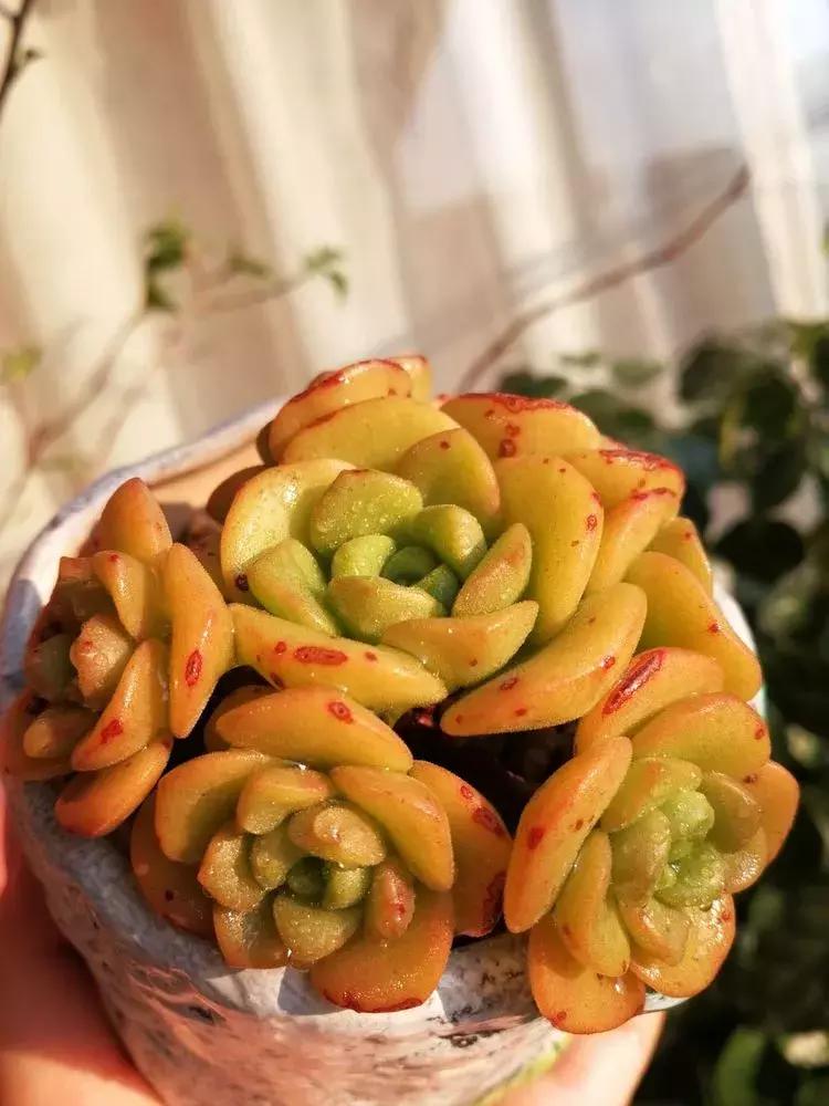 为了多肉改造阳台,疯狂的她