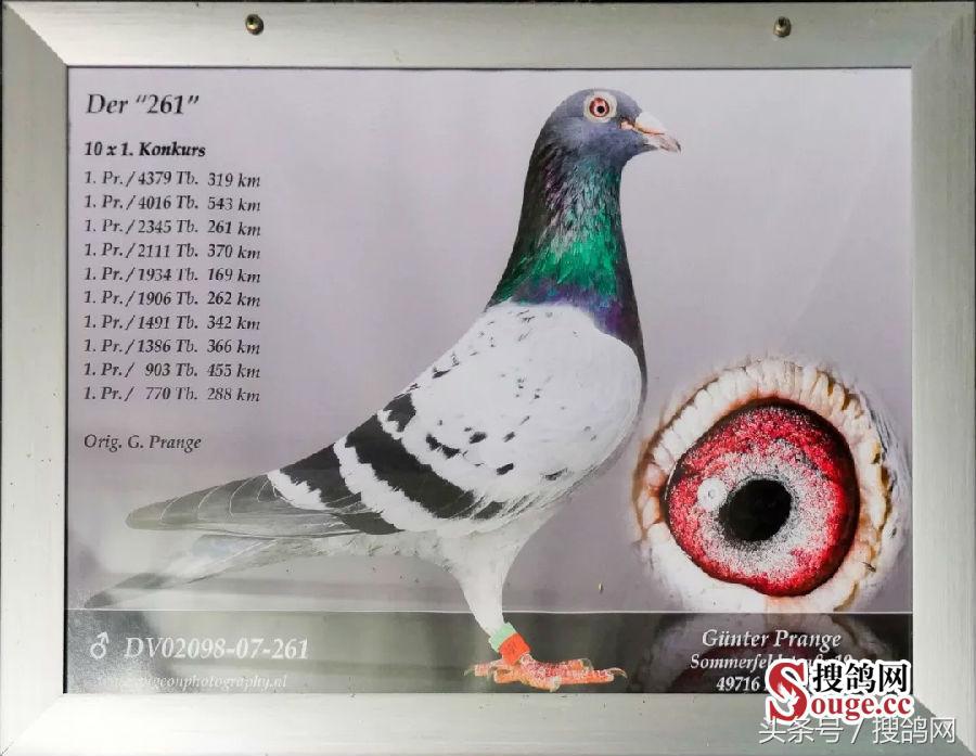 搜鸽网信息,赛鸽资讯知识分享