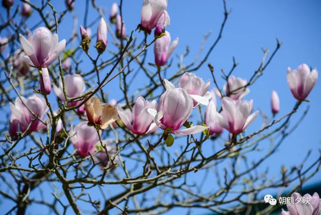 中山纪念中学100周年校庆,中山纪念中学80周年校庆