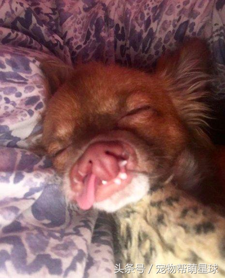 狗狗唇腭裂是什么导致的,小狗唇腭裂能活下去么