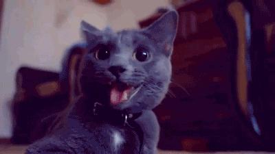 公猫的第一次很重要吗？关于猫羞羞之事