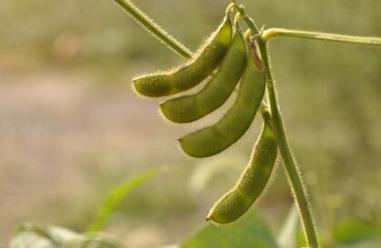 2021年6月份大豆能到多少钱1斤,6月1号大豆多少钱一斤