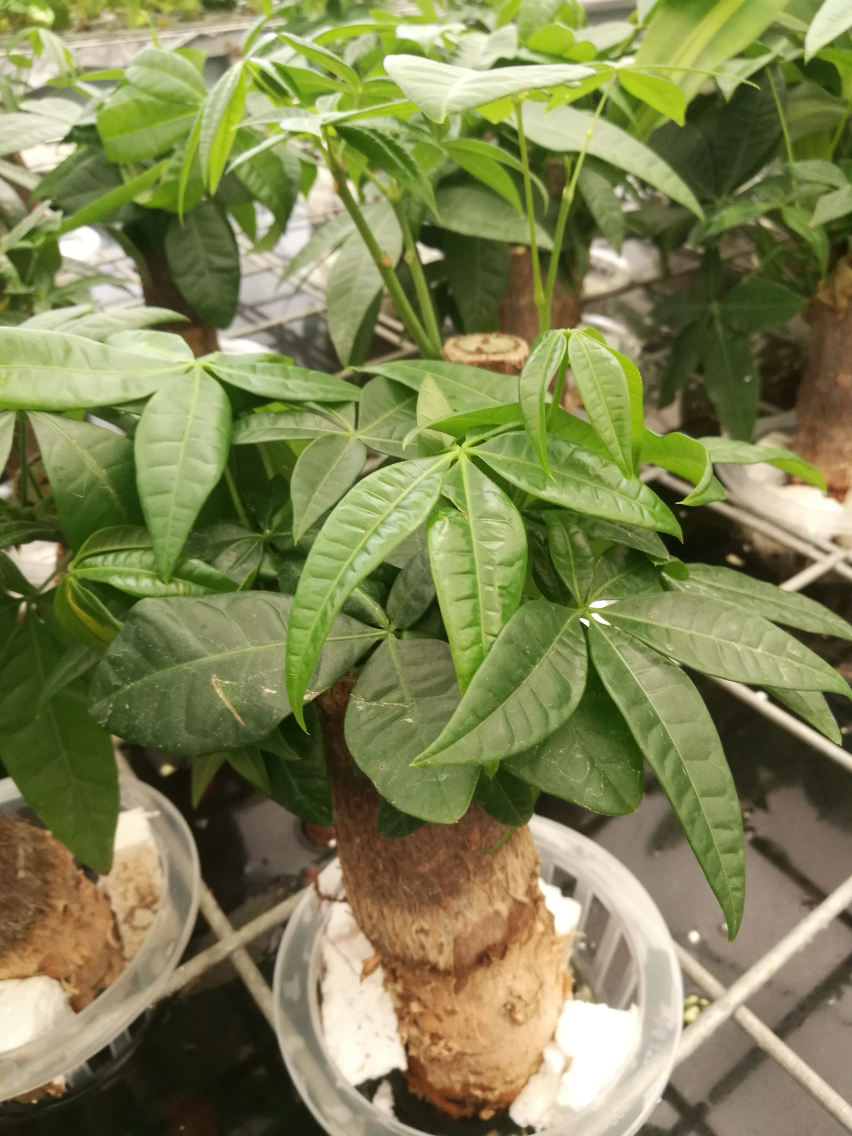 发财树和龟背竹,发财树和紫藤