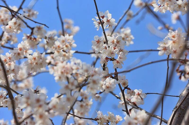 朝花三月樱满京城北京最大樱花园落户蓝调庄园