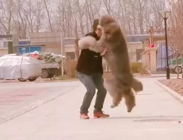 80斤巨型泰迪要抱抱,巨型泰迪犬主人求抱抱