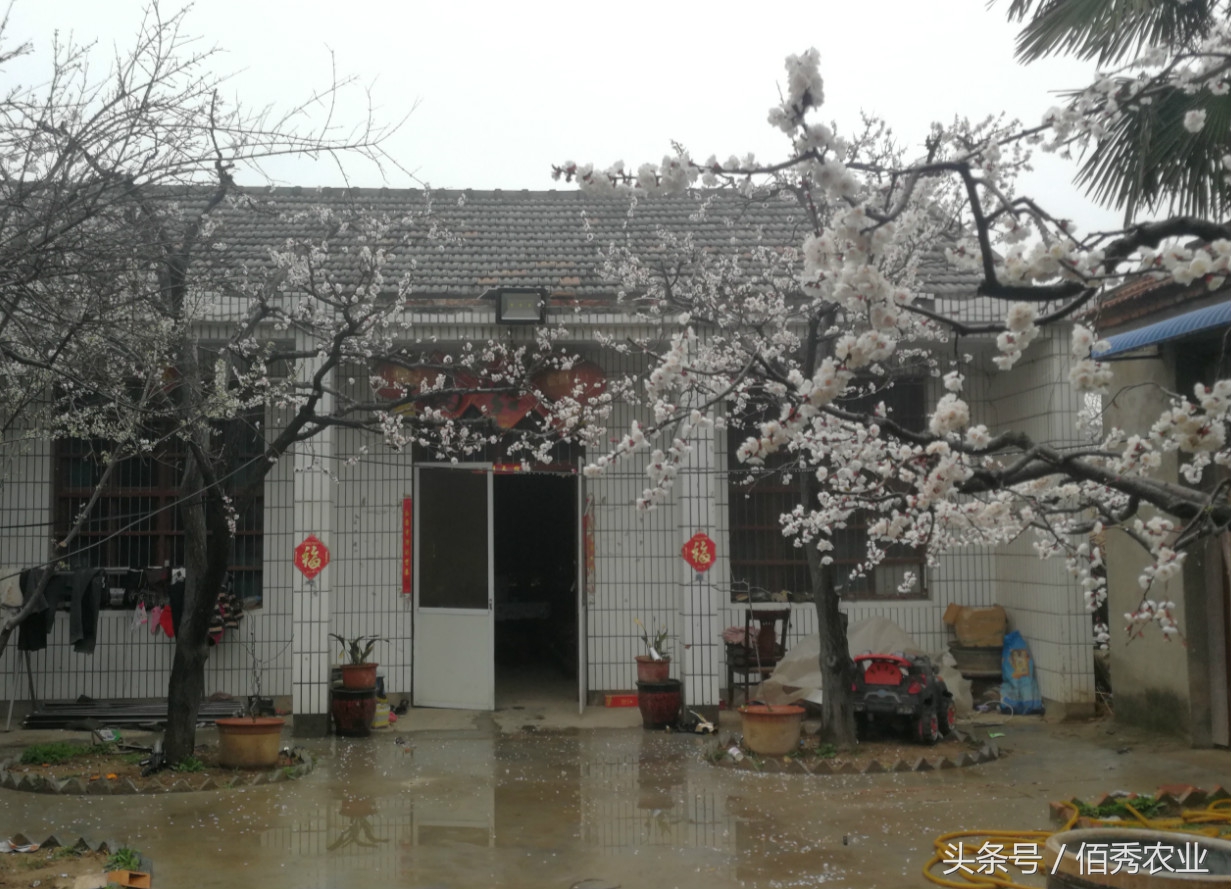 农民如何发展庭院经济,发展农村庭院经济适合什么产业