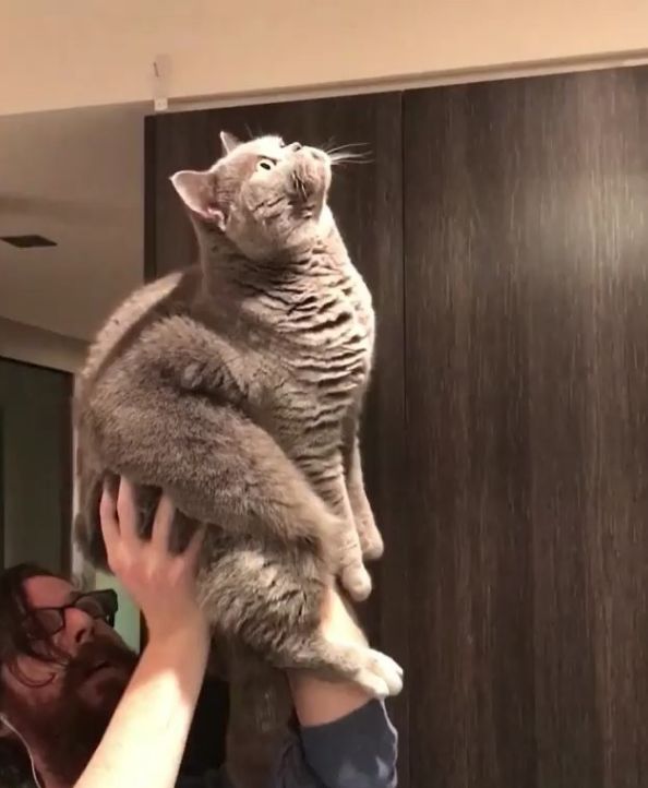 家里爬出虫子猫去抓吓到女主人,家里进大昆虫人类真实反应