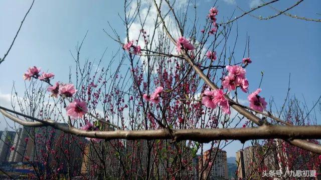 雅安桃花岛桃花开了没有,雅安桃花岛景区