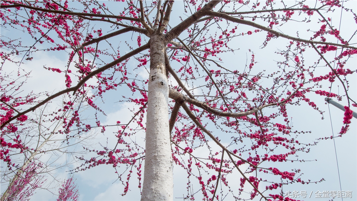 金堂玉皇山生态康养,金堂县玉皇养生谷详细介绍