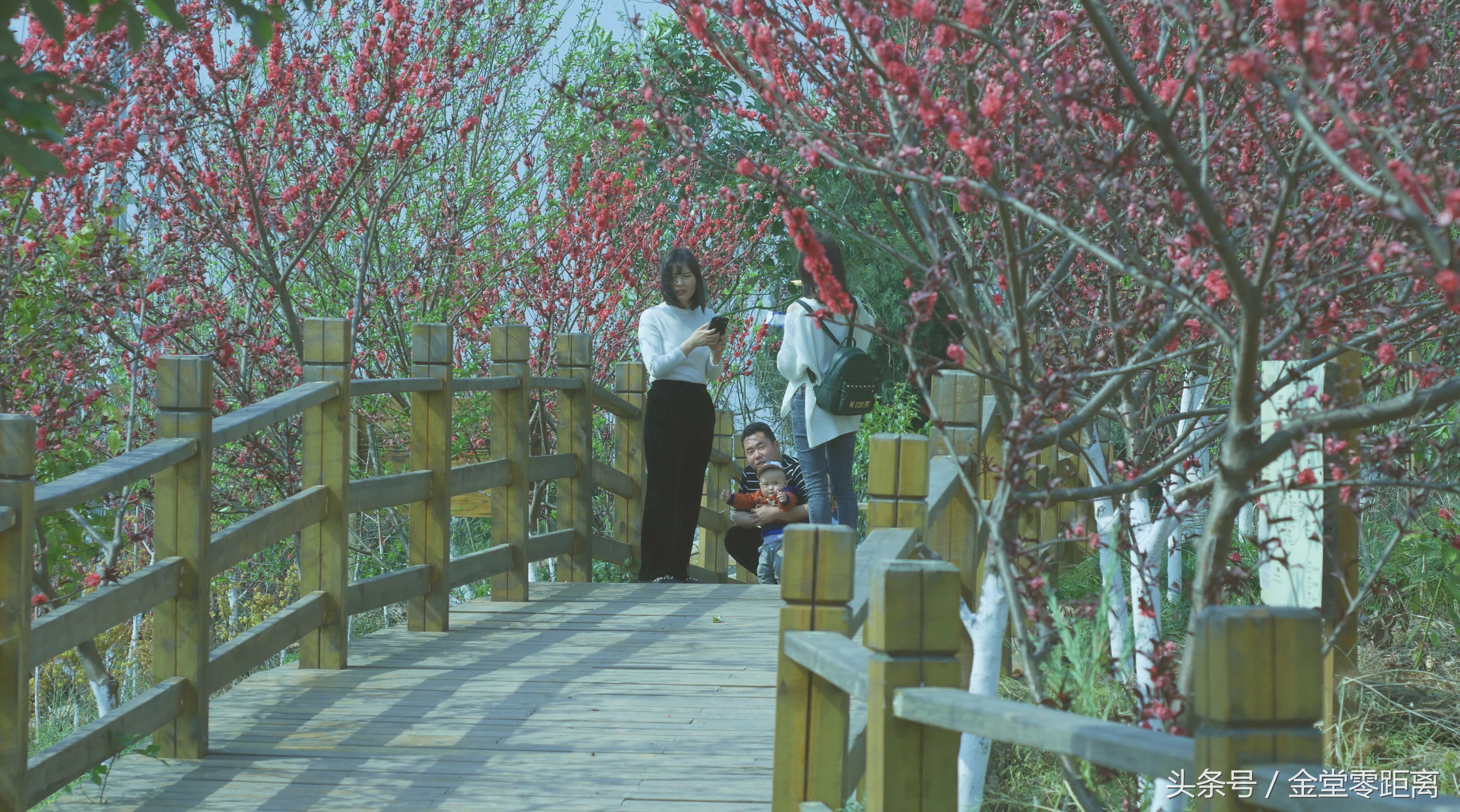 金堂玉皇山生态康养,金堂县玉皇养生谷详细介绍