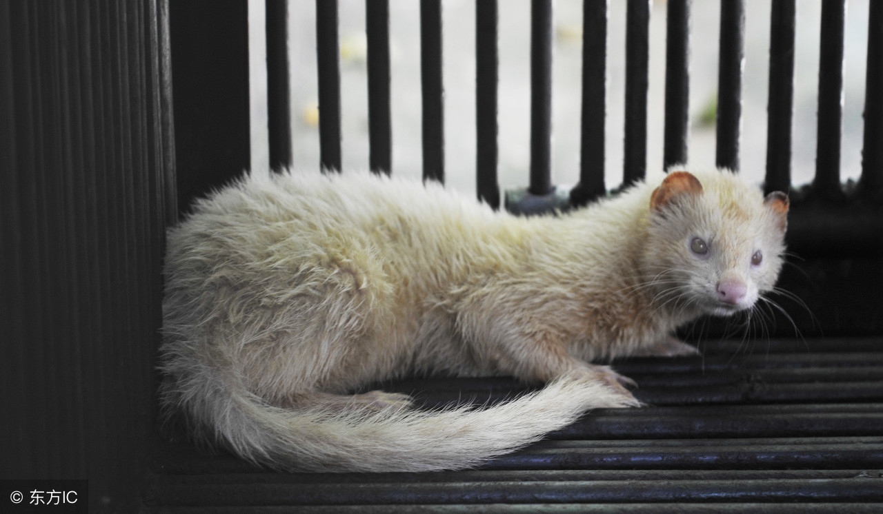 黄鼠狼是不是民间传说的黄大仙,黄鼠狼为啥怕黄大仙