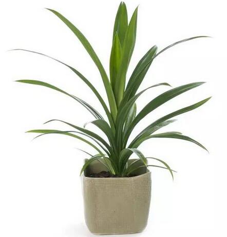 吸甲醛最好的绿植是什么,吸甲醛的绿植哪个最好