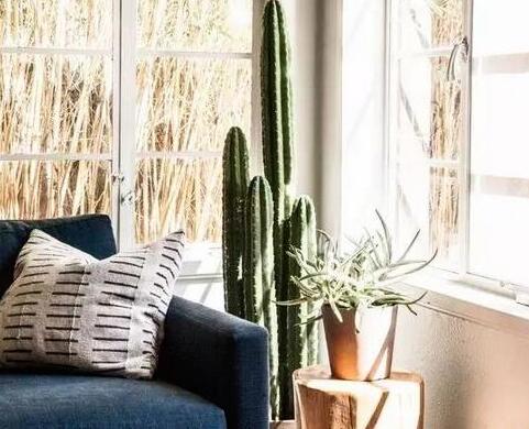 吸甲醛最好的绿植是什么,吸甲醛的绿植哪个最好