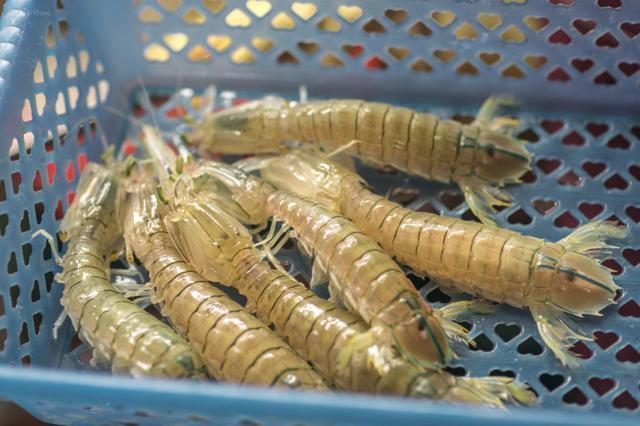 黑妹胖胖旅游记,三亚胖小六5天4晚自由行团报价