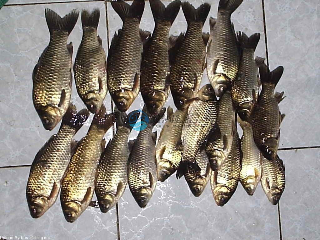 钓鱼大师谈野钓,悠仙钓鱼视频全集