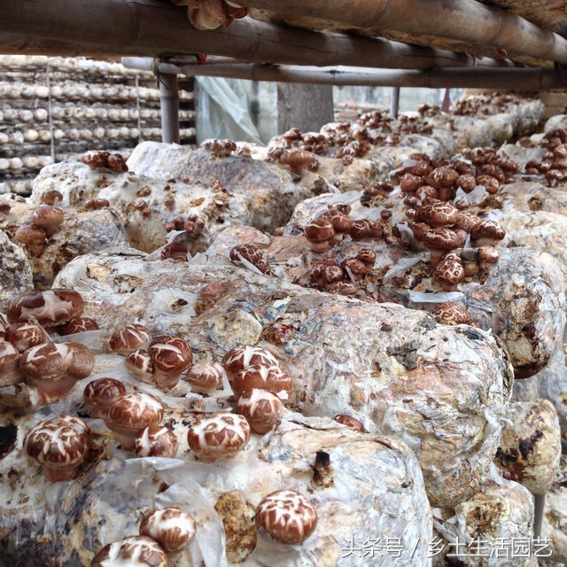 种植香菇的技术和施肥,种植香菇在什么条件下出花菇