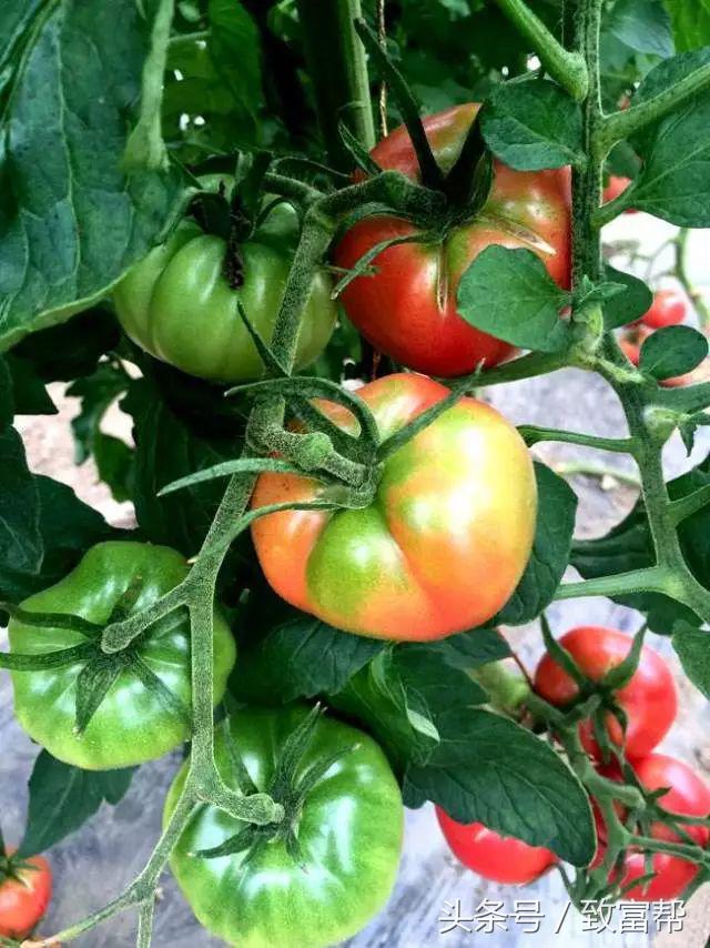 一周内致富锦囊,过去一周致富信息