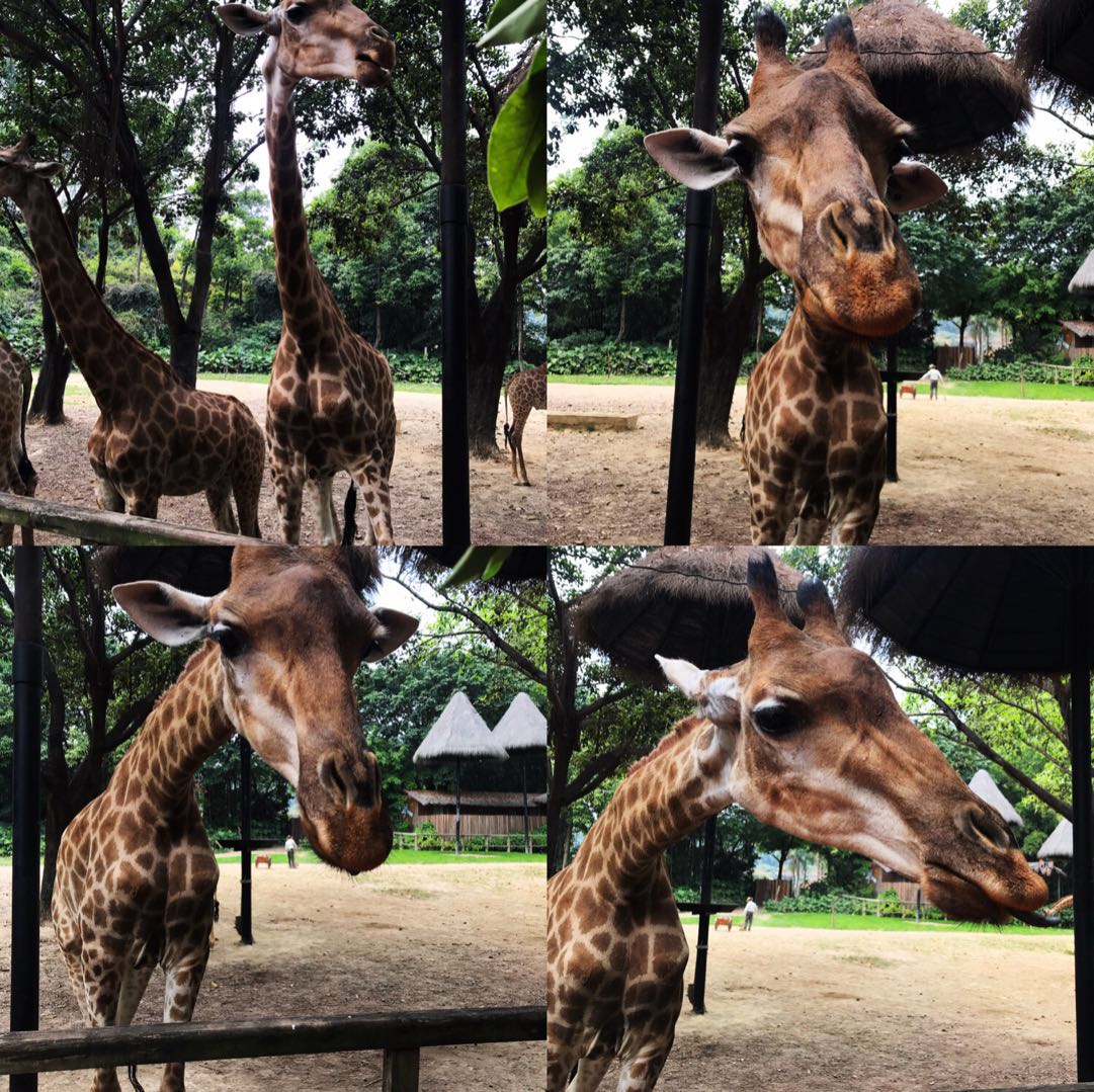 广州长隆野生动物园亲子游攻略,广州长隆野生动物园最全游玩攻略