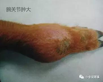 牙龈长脓包怎么治疗,脓疱病怎么治疗最快