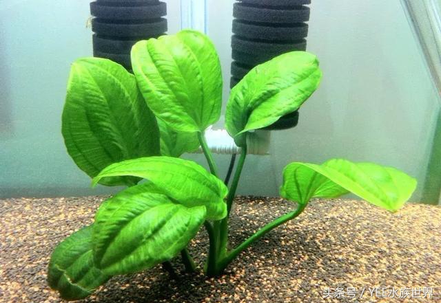 草缸如何爆养,新手草缸建议养什么