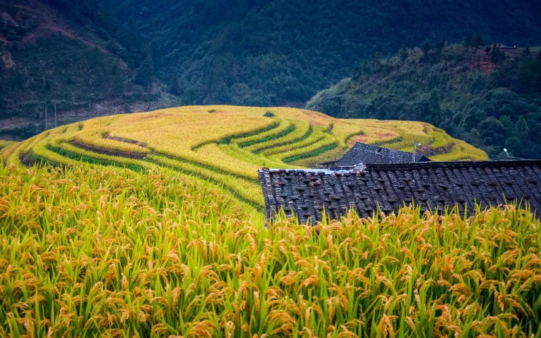 柘荣黄柏景点,柘荣黄柏村旅游攻略
